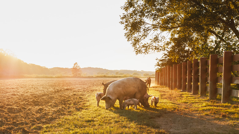 Pig in pasture