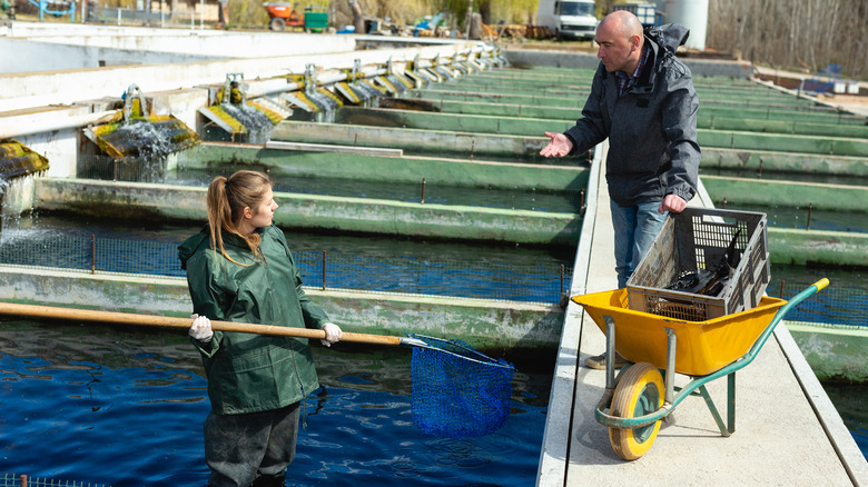 Workers at sturgeon fish farm 