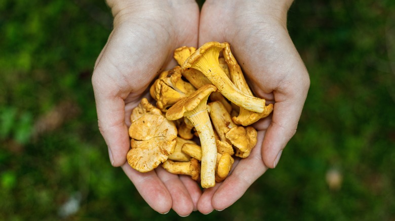 Chanterelles