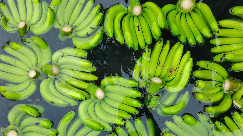 green Gros Michel bananas soaking in water