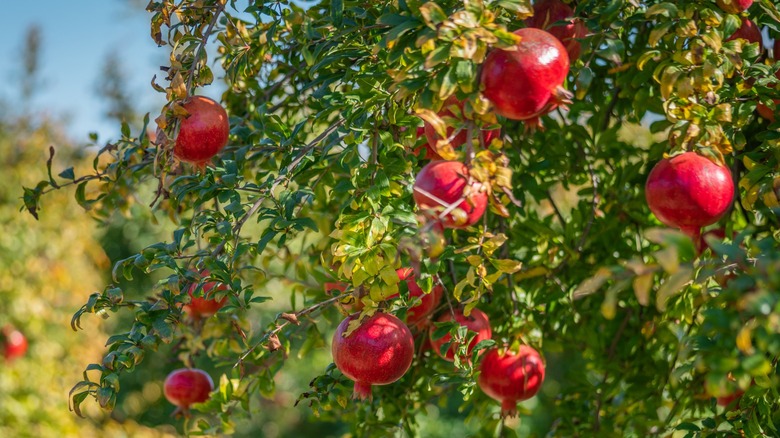 Ripe pomegranates growing on a shrub