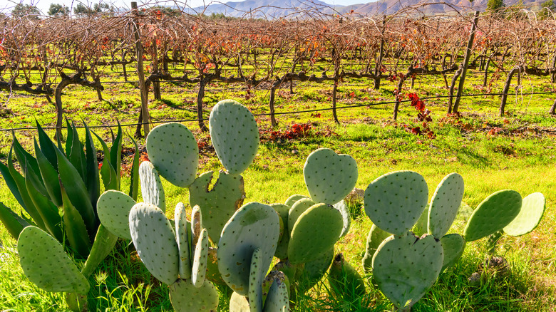 Vineyards with cactus