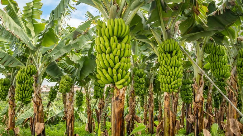 bananas growing on trees