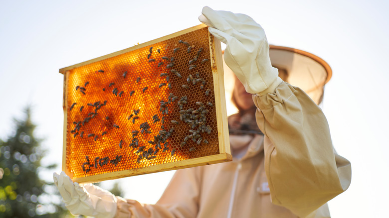 an apiarist holds a honeycomb wrack with bees