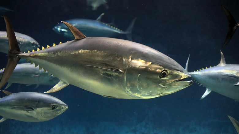 Bluefin tuna