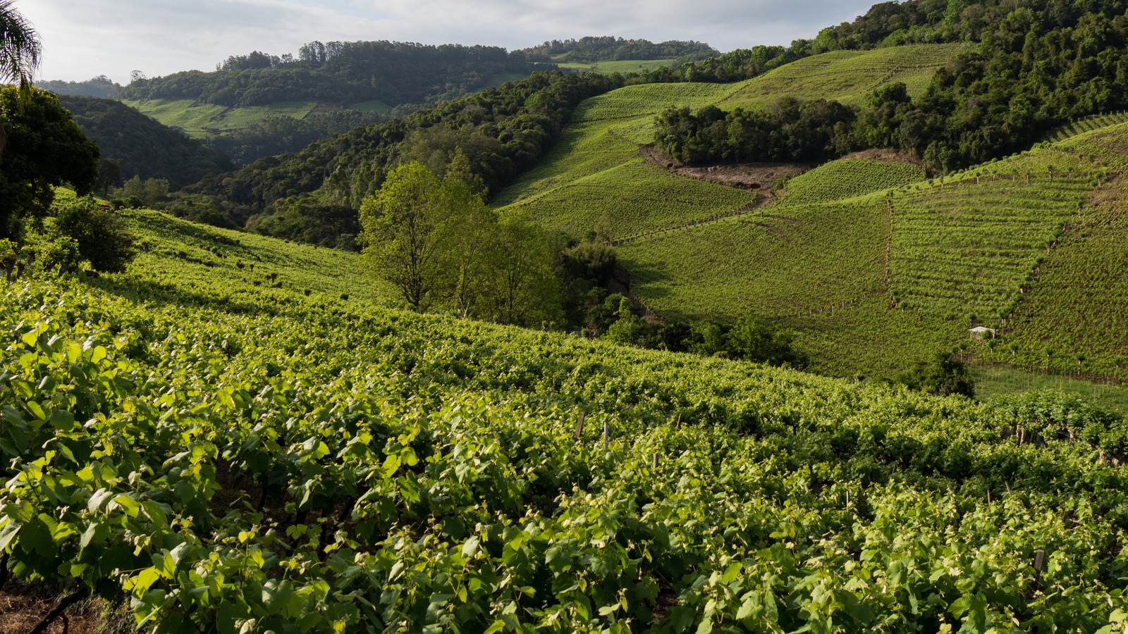 Brazil wineries to visit - Serra Gaúcha - Decanter