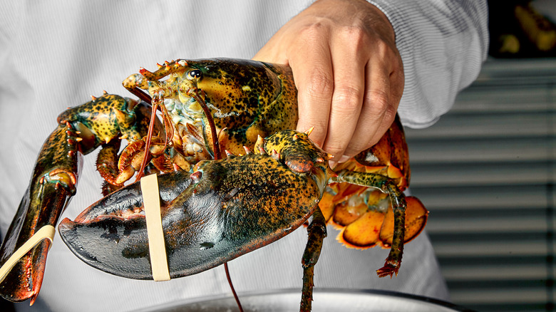 Hand holding live lobster