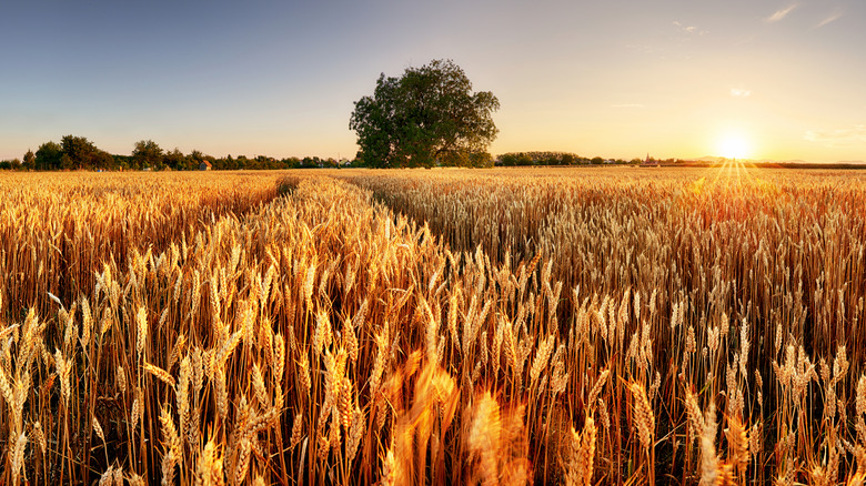 wheat field