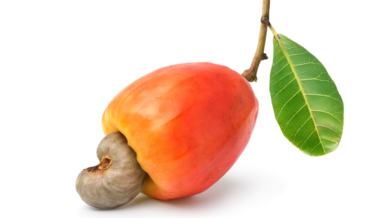 A cashew right after harvesting