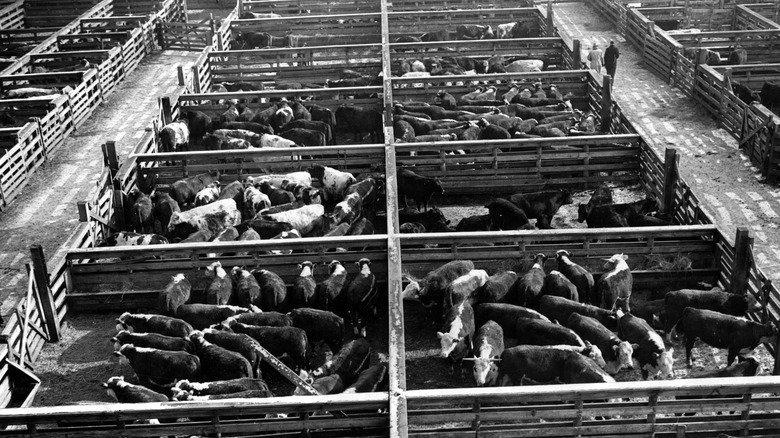 Union Stock Yard cow pens