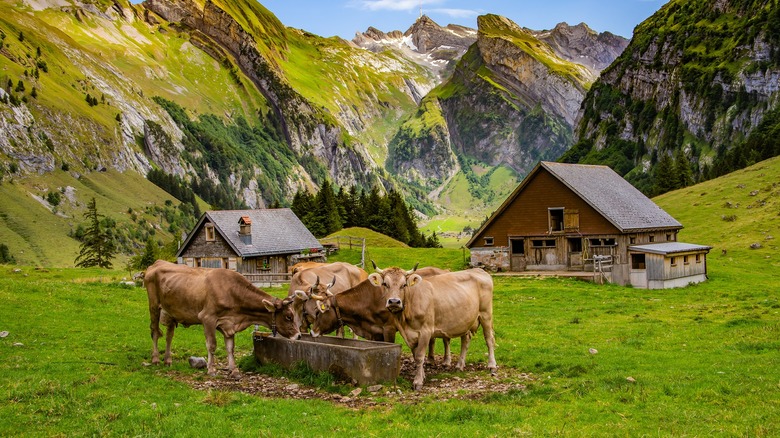 Cow farm in the mountains 