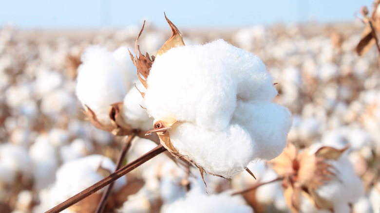 cotton in a field