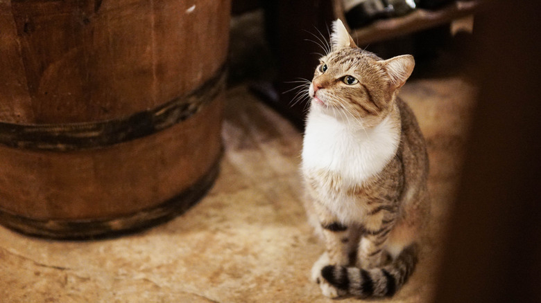 Cat next to a barrel