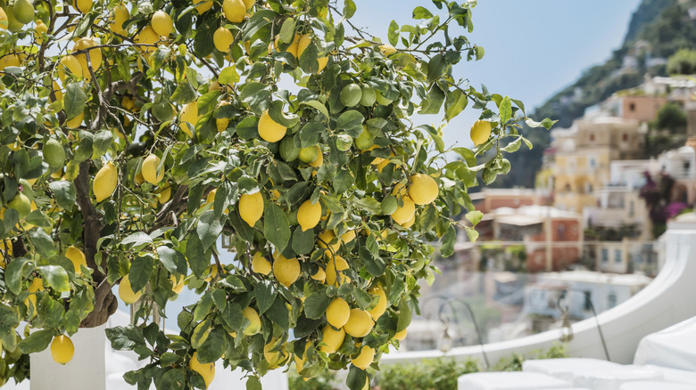 A lemon tree in front of a blurred cliffside with houses on it on the Italian coast