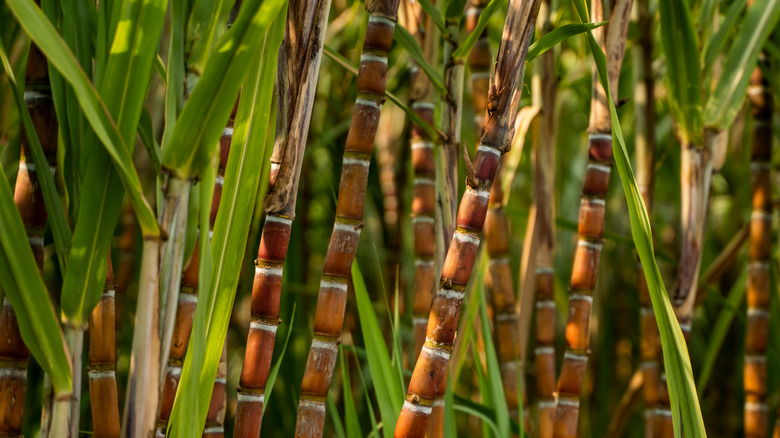 tall sugarcane stalks