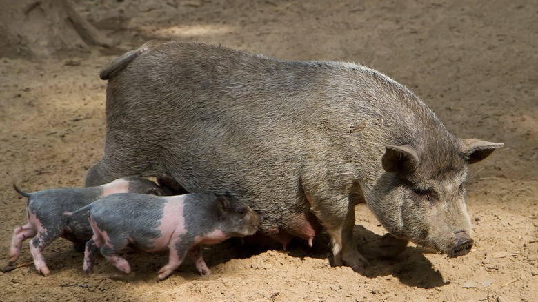 Mummy pig and piggy piglets.