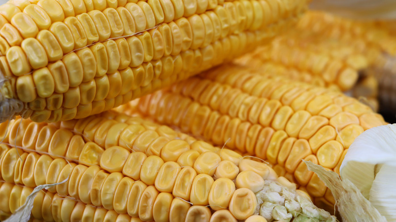 Dent field corn on cobs