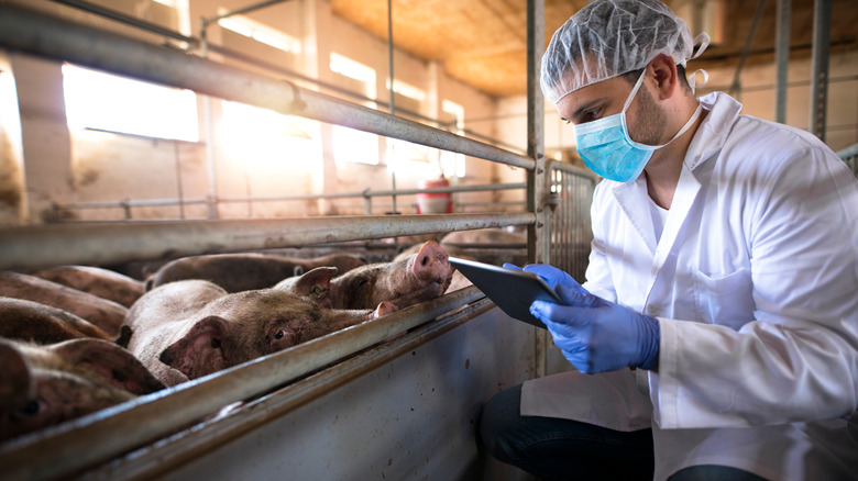 A masked scientist at a pig farm