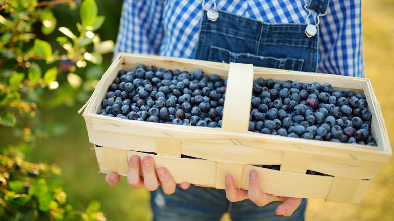 farmer holding basket of blueberries