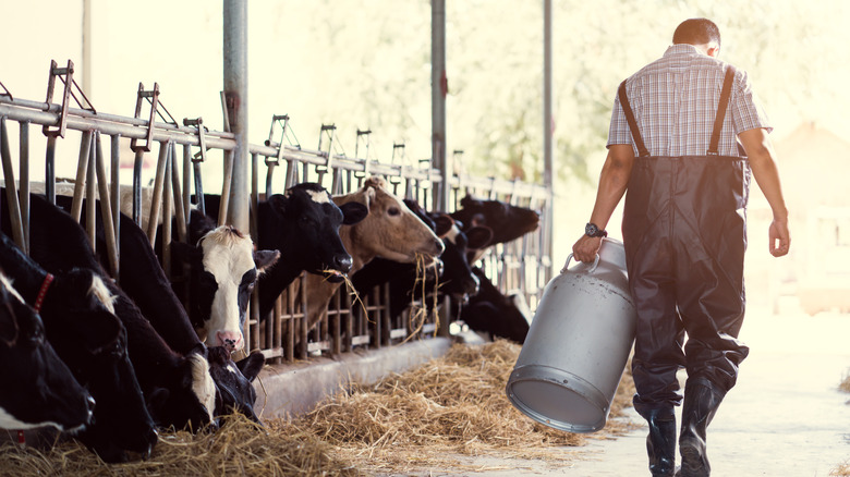 farmer working at dairy