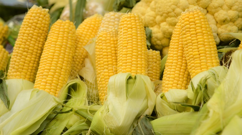 Corn on the cob with the husks peeled back