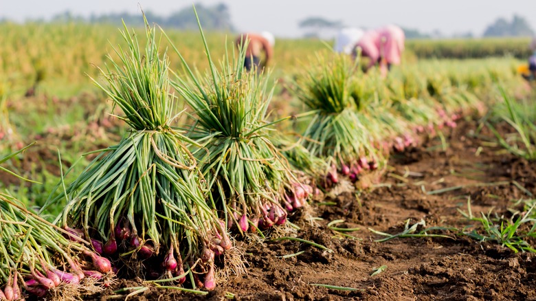 green onions in field 