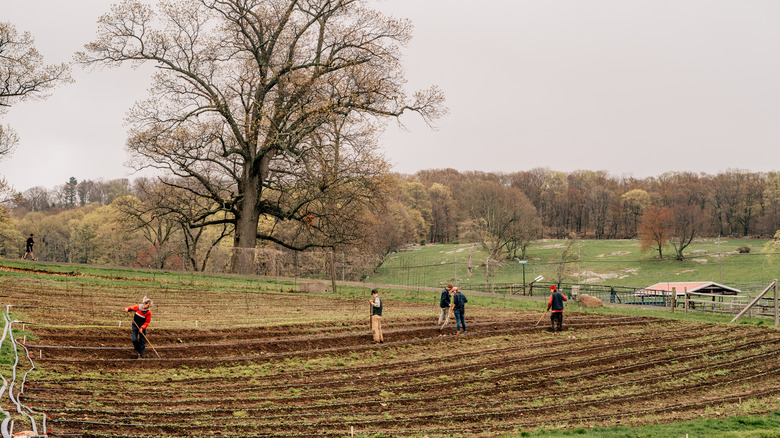 workers at the Stone Barns fields