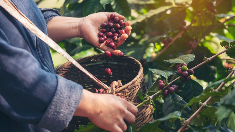 Coffee bean harvesting