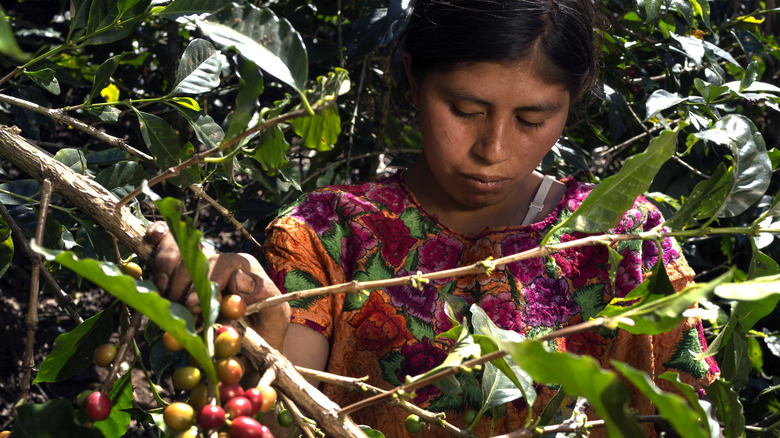 Guatemalan girl picks coffee cherries 