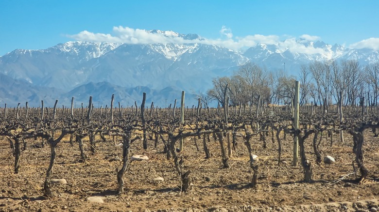 vineyards in mendoza argentina