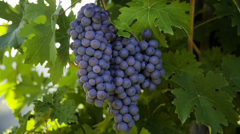 grape bunches on vine