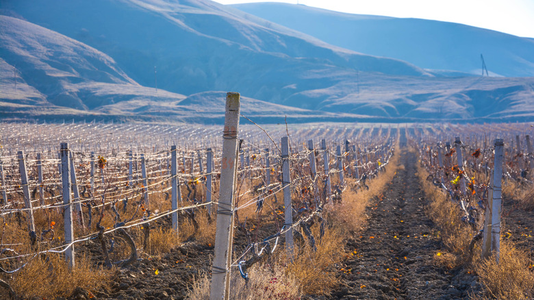 vineyards with mountains in background