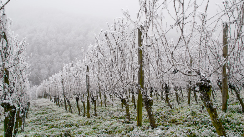 steep frosted vineyard