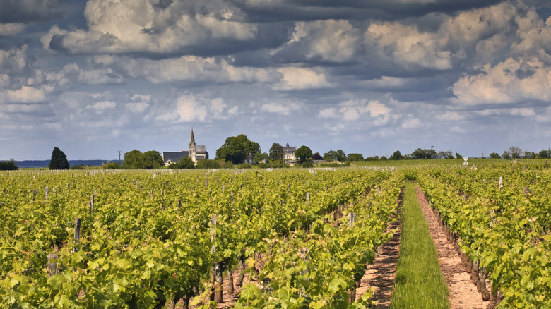 flat vineyard landscape