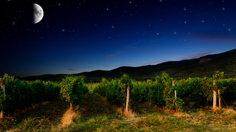 nighttime vineyard with moonlight