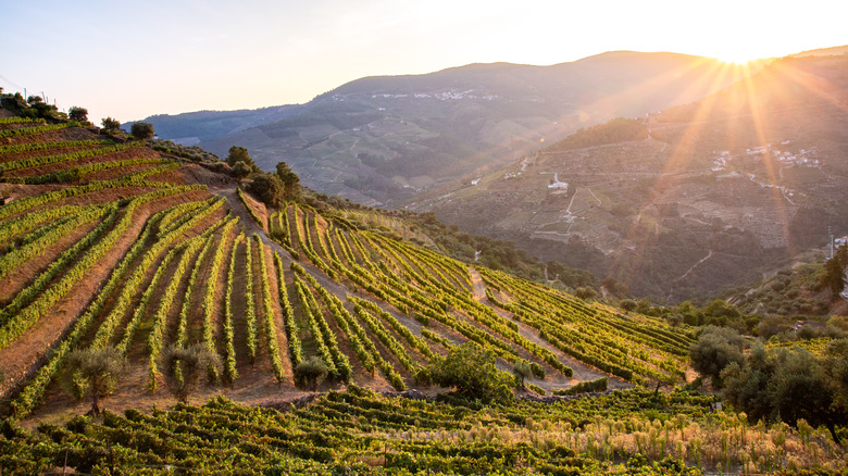 sunny hillside vineyard