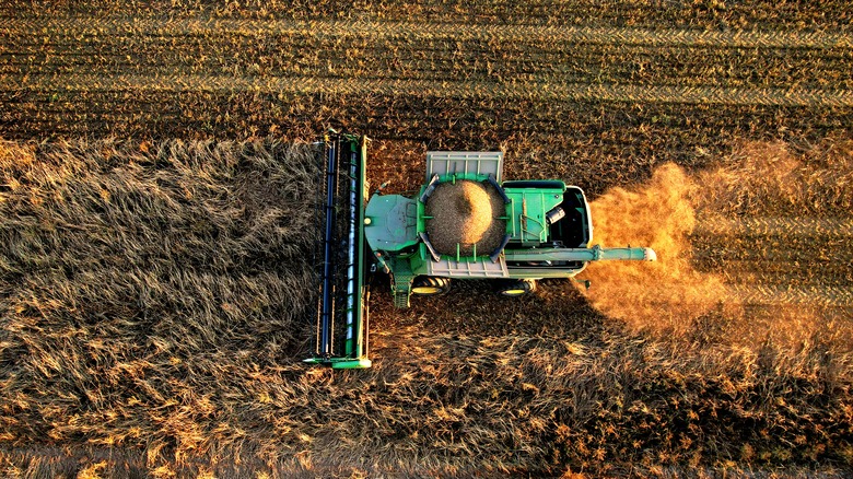 a combine harvester works a wheat field