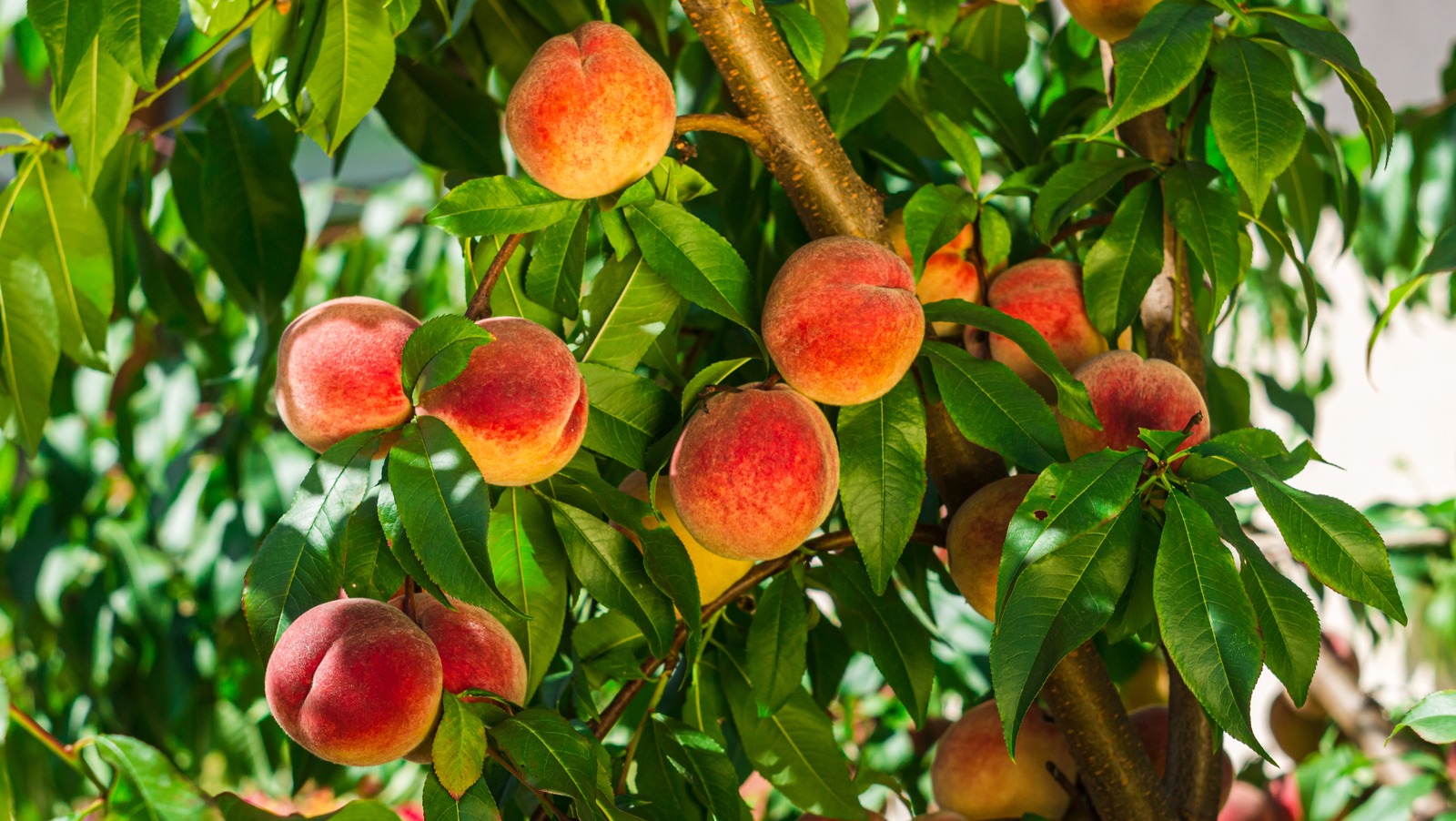 Don't Miss Out on Great Early Season Peaches This Year