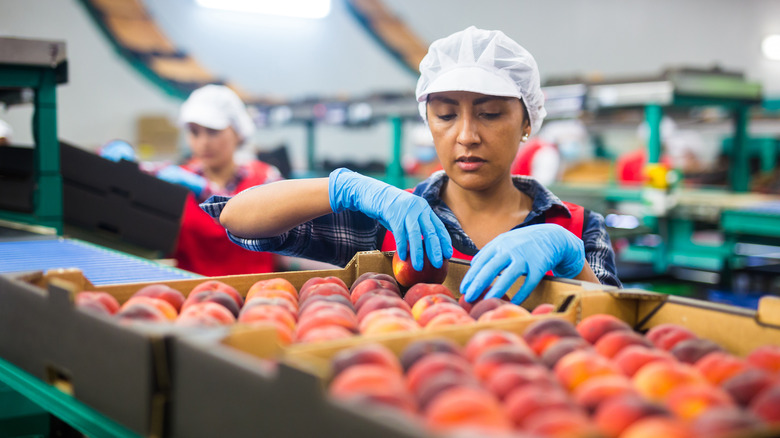 Line person sorting peaches