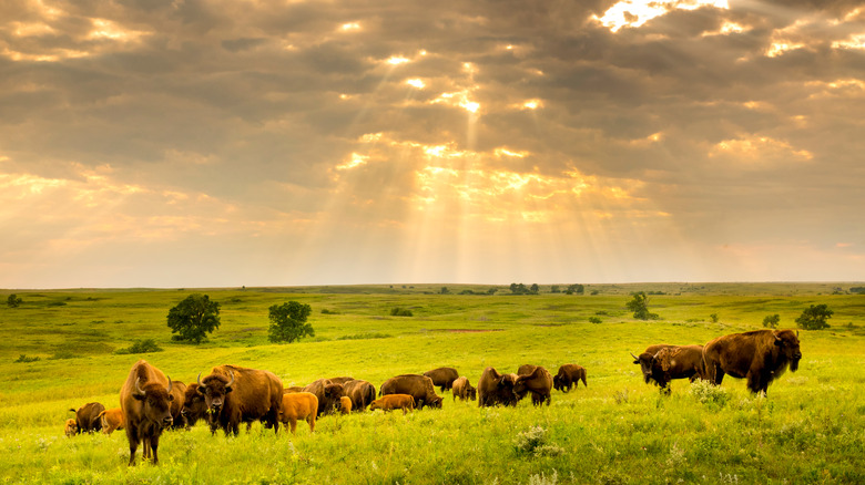 American bison