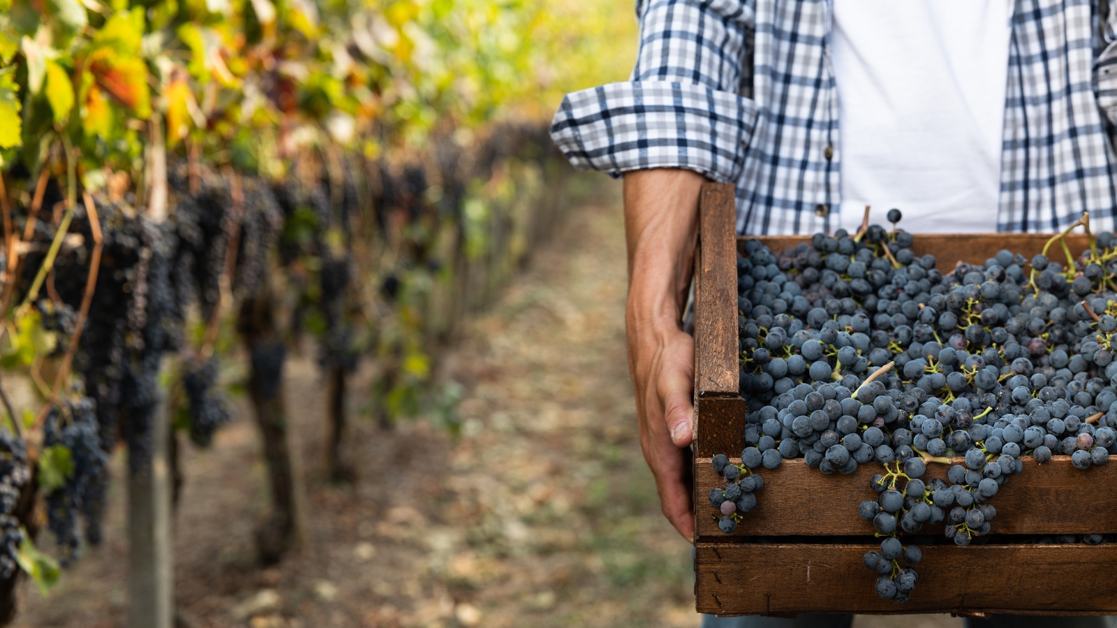 Italian Wines vs. California Wines - What Makes Them Different?