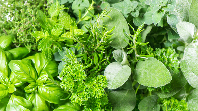 Fresh herbs, basil, parsley, rosemary, sage, marjoram