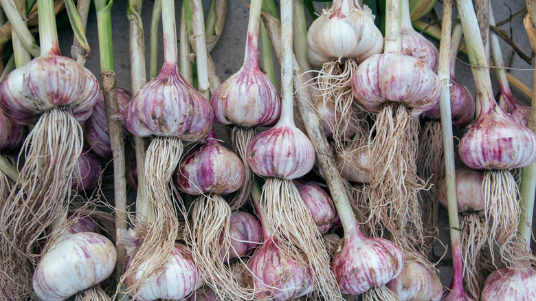 Raw fresh garlic with roots