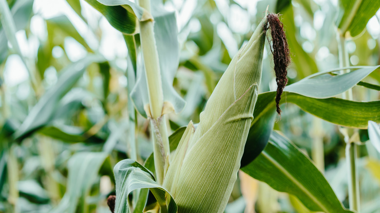 An unpicked ear of corn