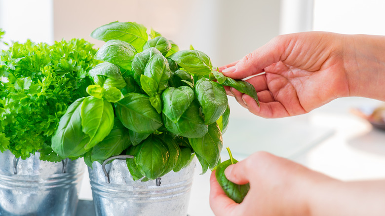 picking basil leaves off plant