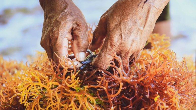 hands collecting seaweed