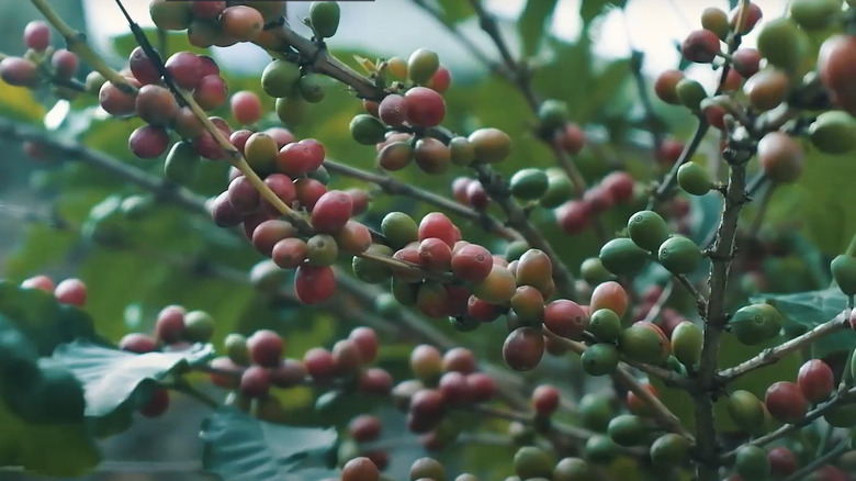 Khawlani coffee beans on trees