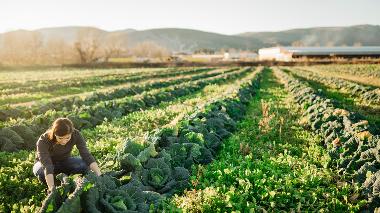 woman harvests on sustainable farm