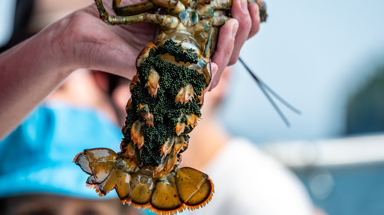 V-notched lobster with eggs