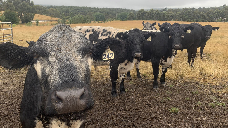 cattle on Jonai Farms' pasture